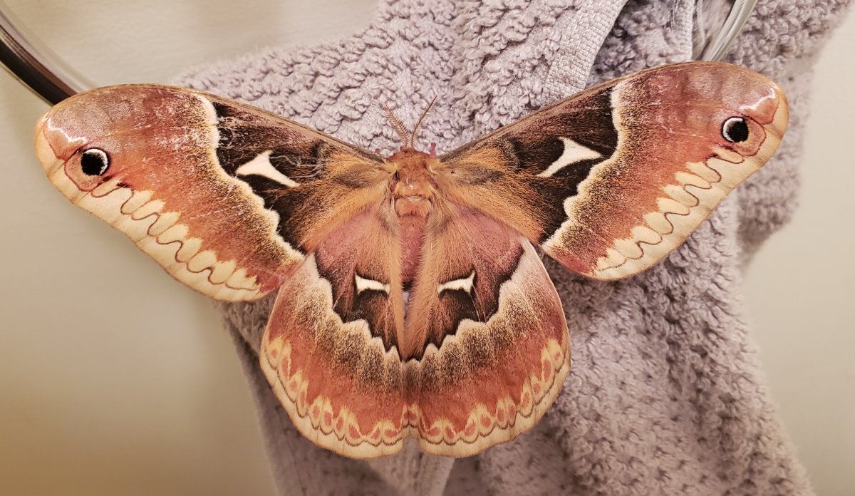 Павлиноглазка атлас шелкопряд