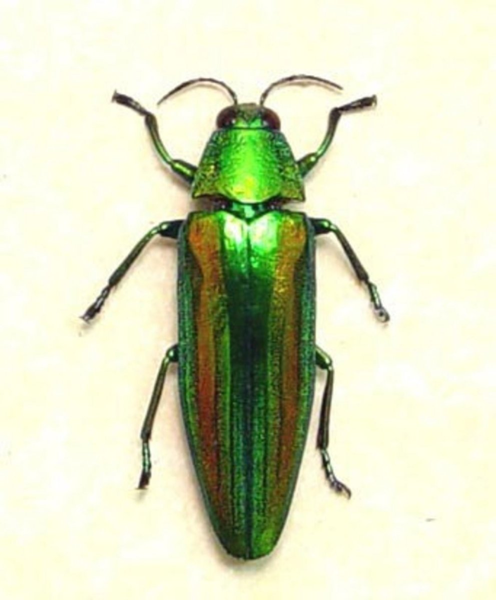 Жук зеленый перламутровый длинный