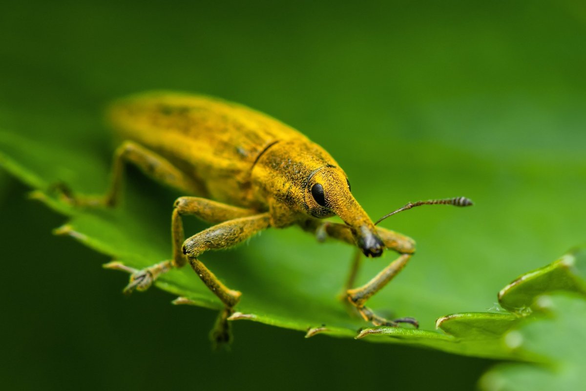 Жуки долгоносики жёлтые
