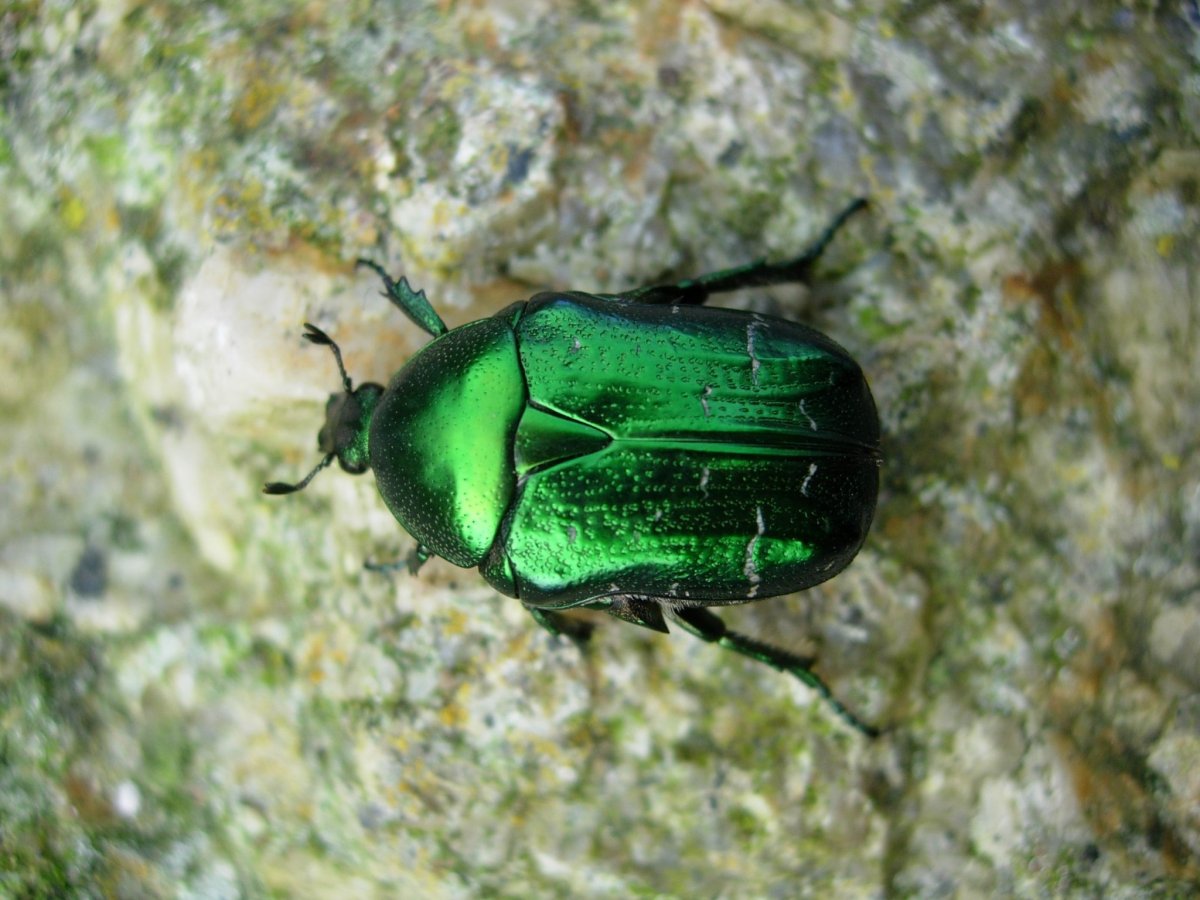 Жук бронзовик зелёный