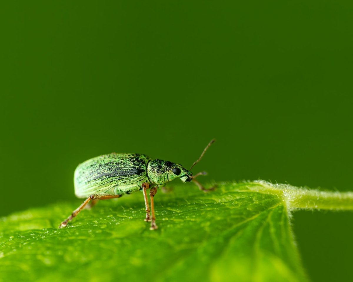 Жук огуречник