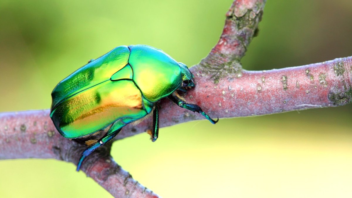 Жук на ветке