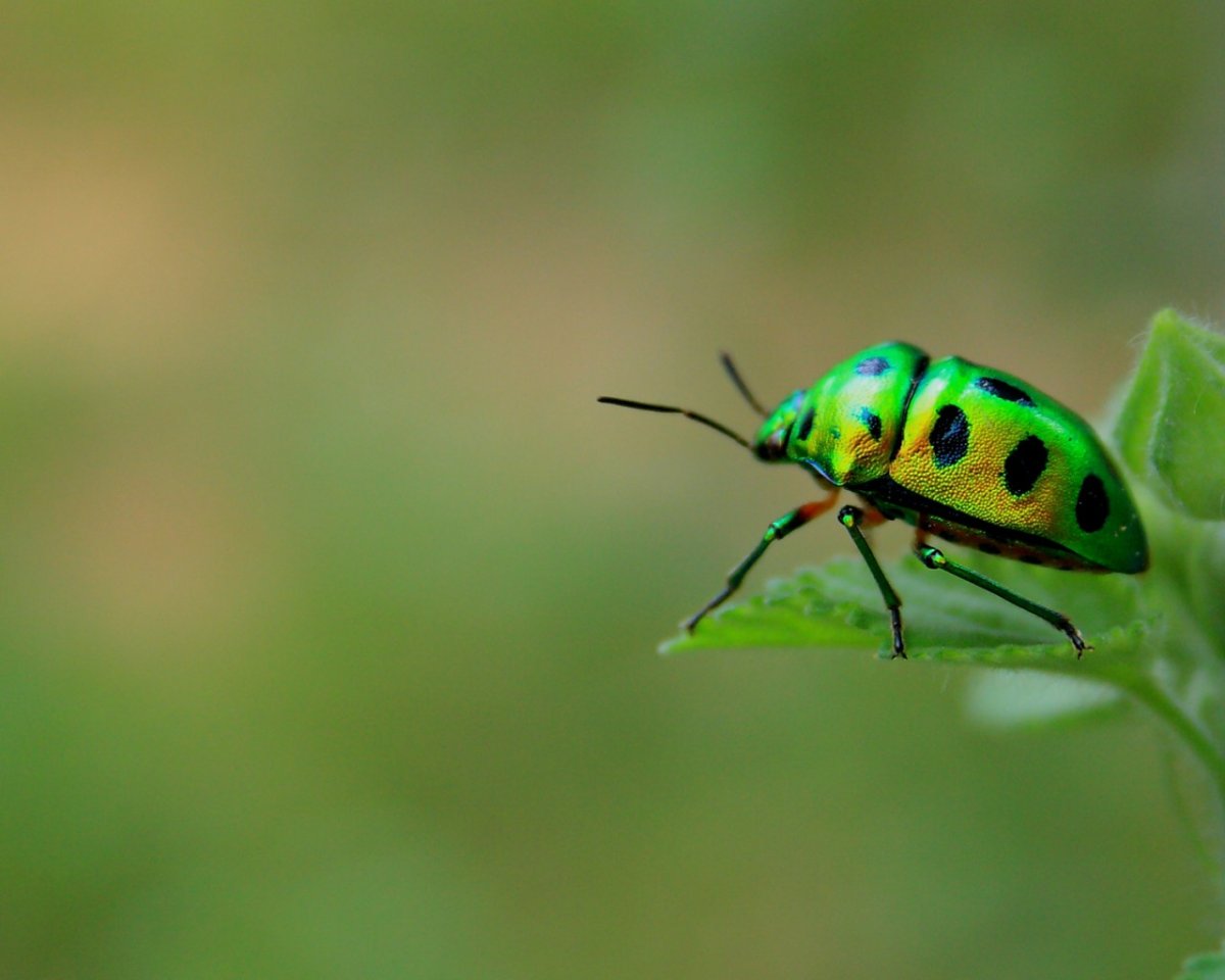 Зеленый Жук с черными пятнами