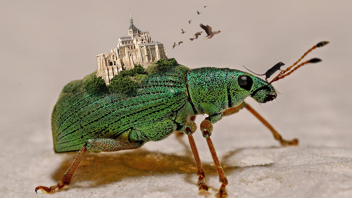 Долгоносик с крыльями