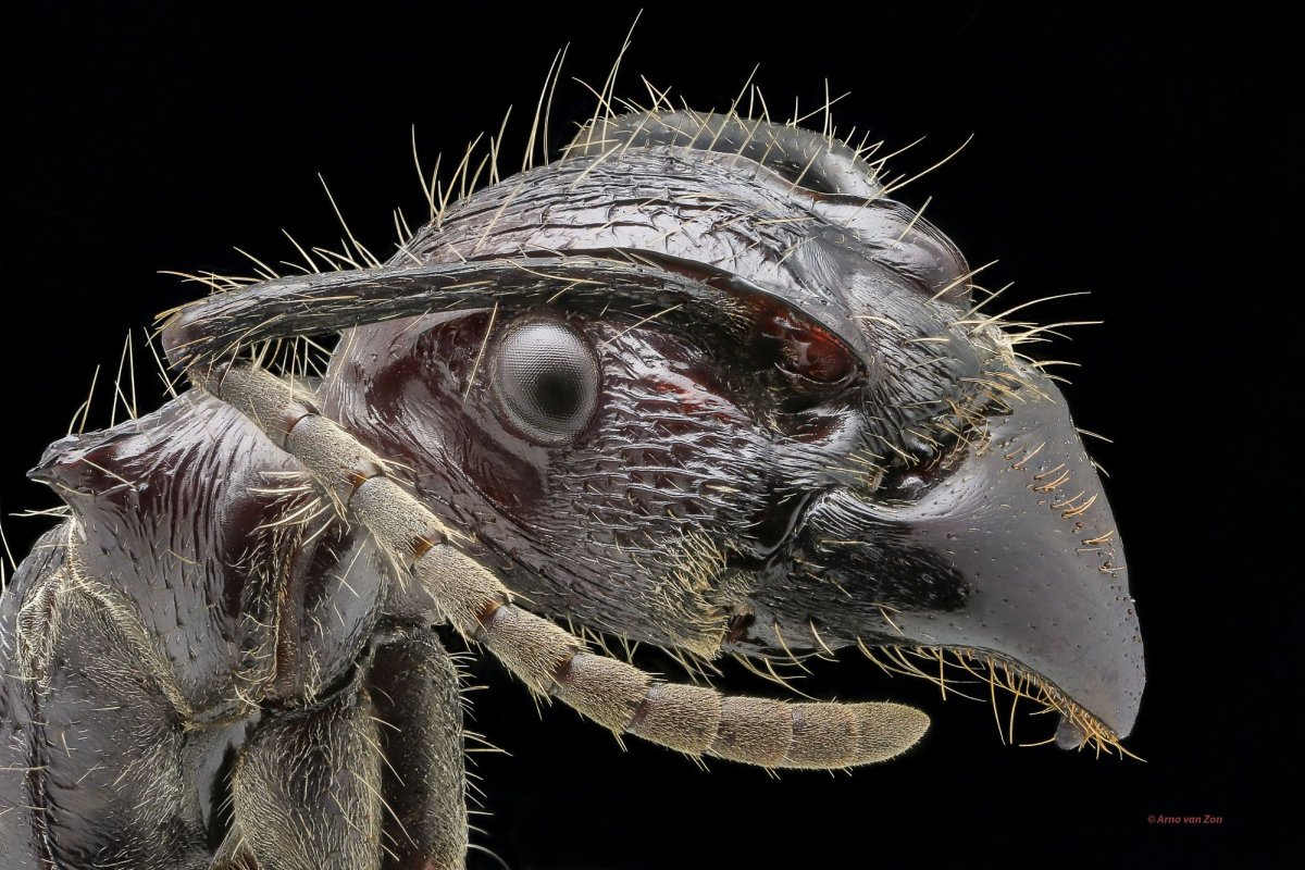 Северная мошка под микроскопом