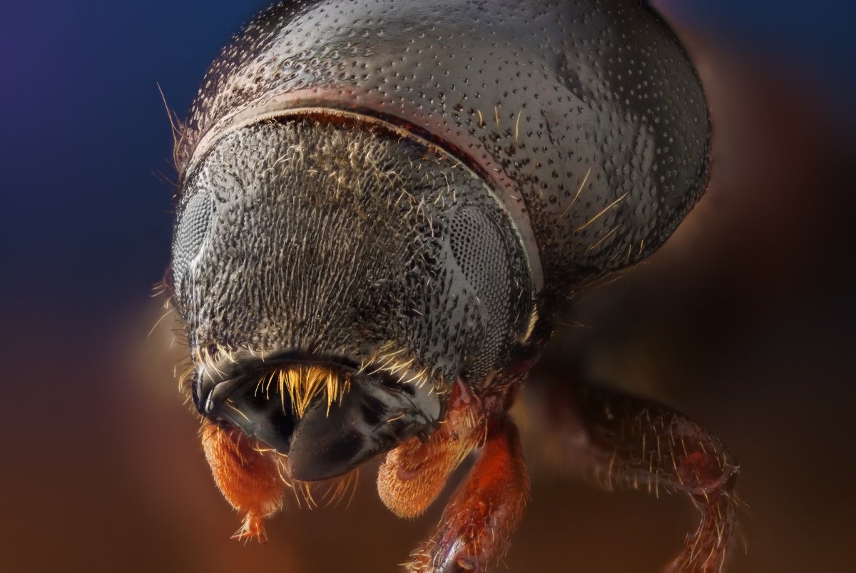 Жук под микроскопом