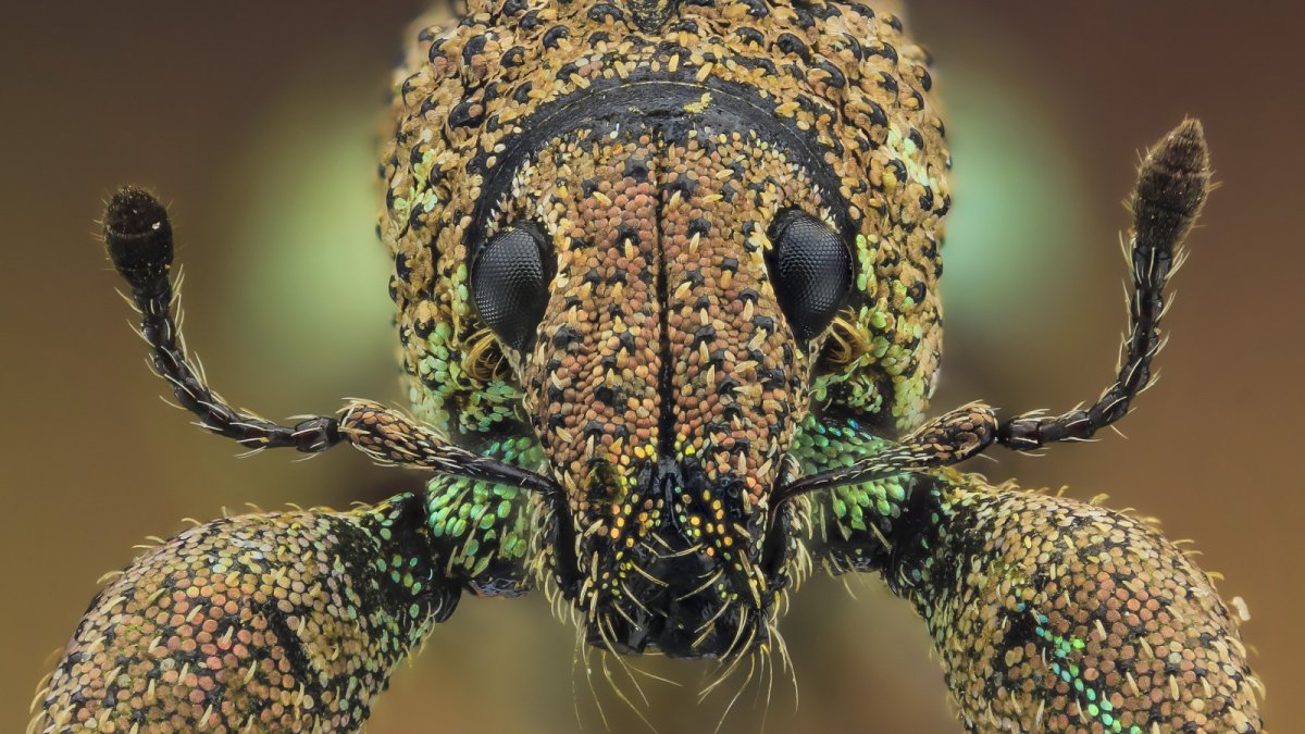 Морды насекомых под микроскопом