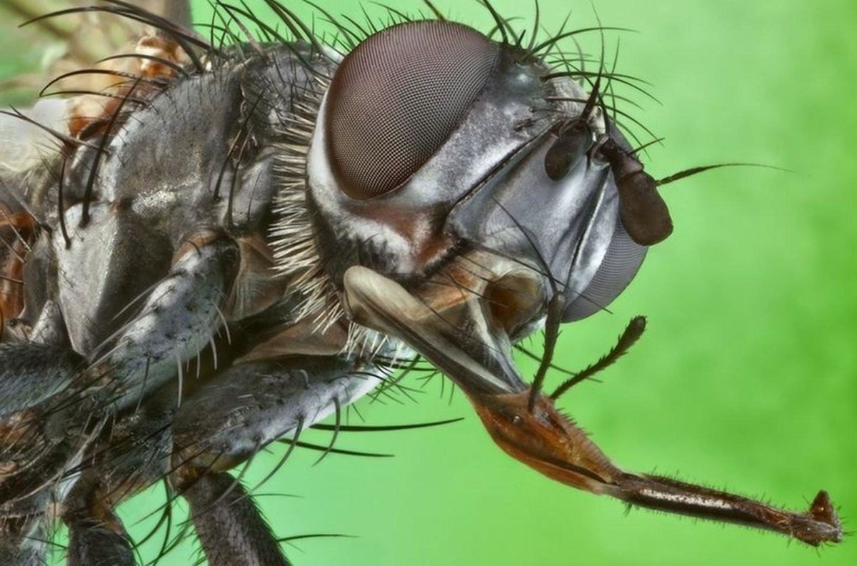 Муха ЦЕЦЕ ротовой аппарат