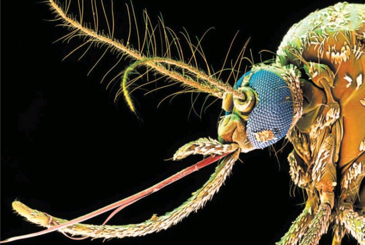 Хоботок комара под микроскопом