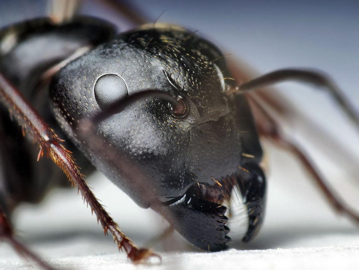 Camponotus pennsylvanicus