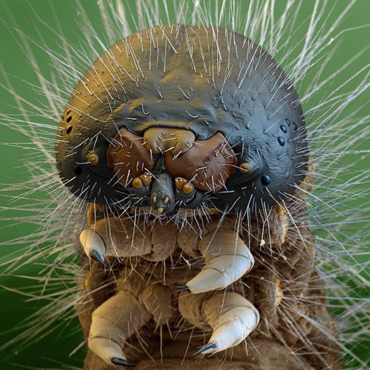 Под микроскопом