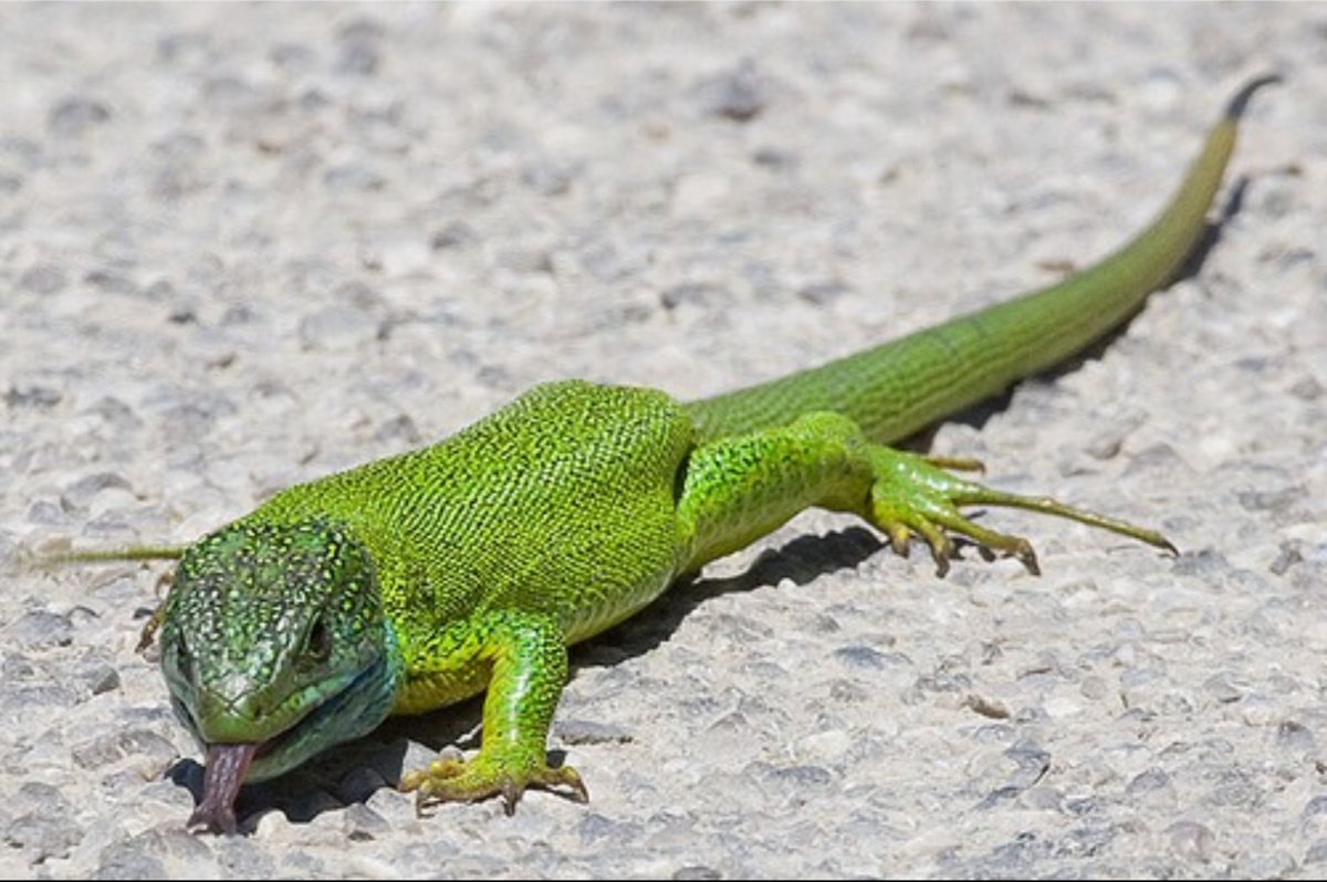 Королевская ящерица зеленая
