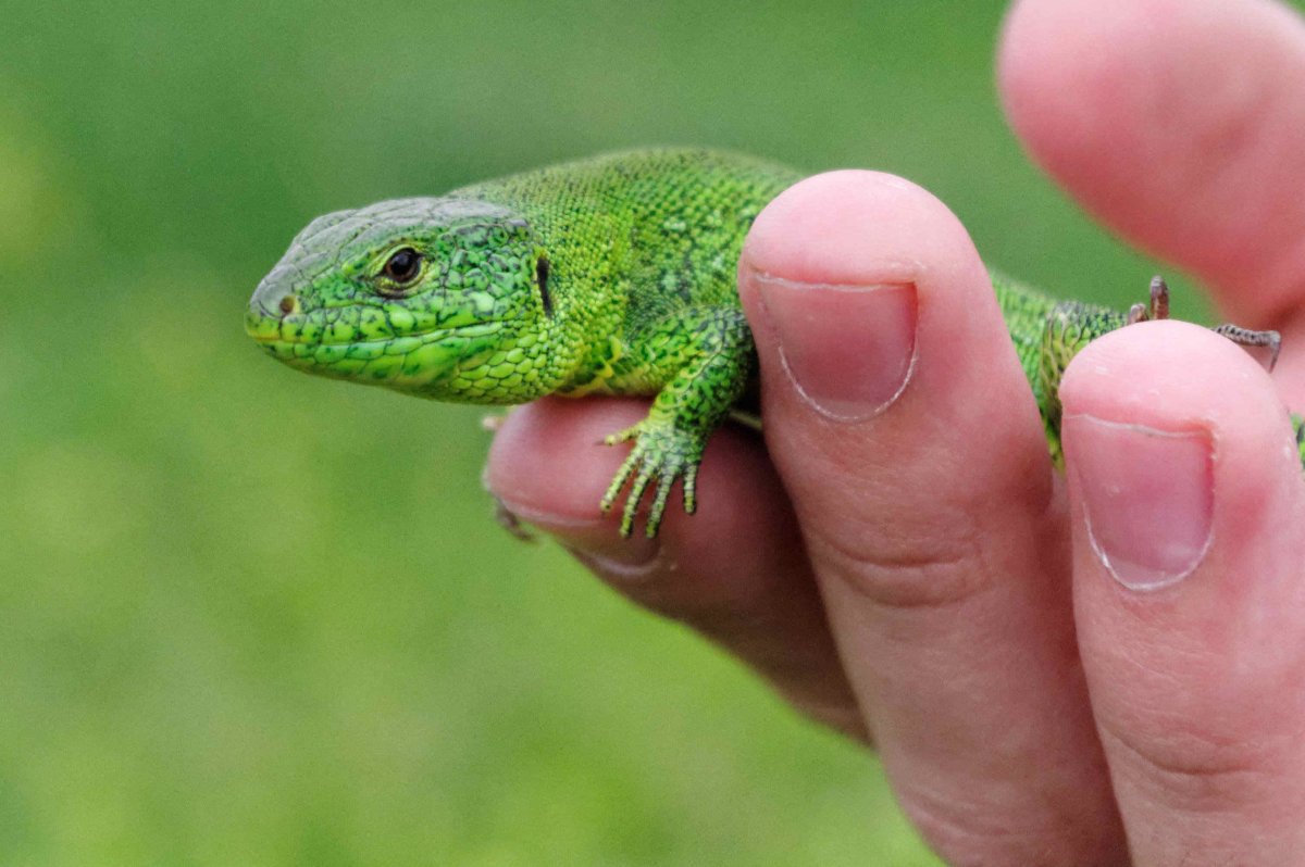 Зеленая ящерица