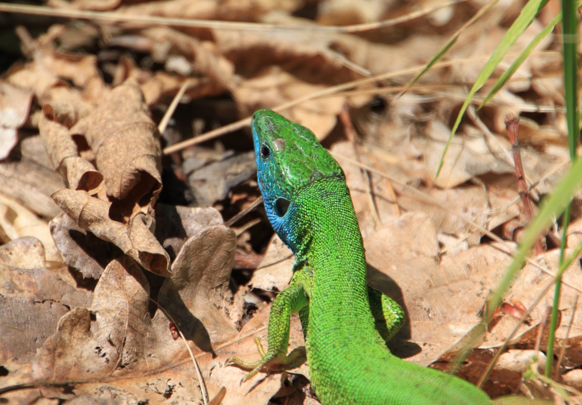Lacerta viridis молодой