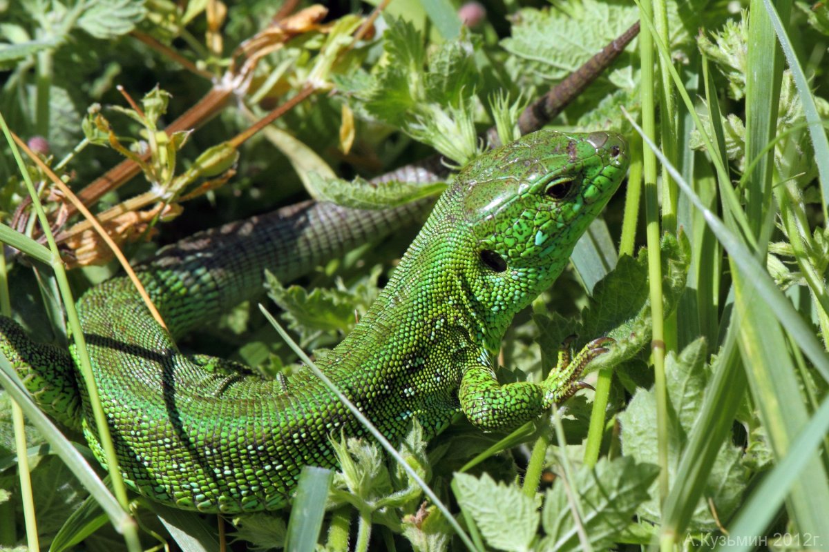 Пресмыкающиеся прыткая ящерица