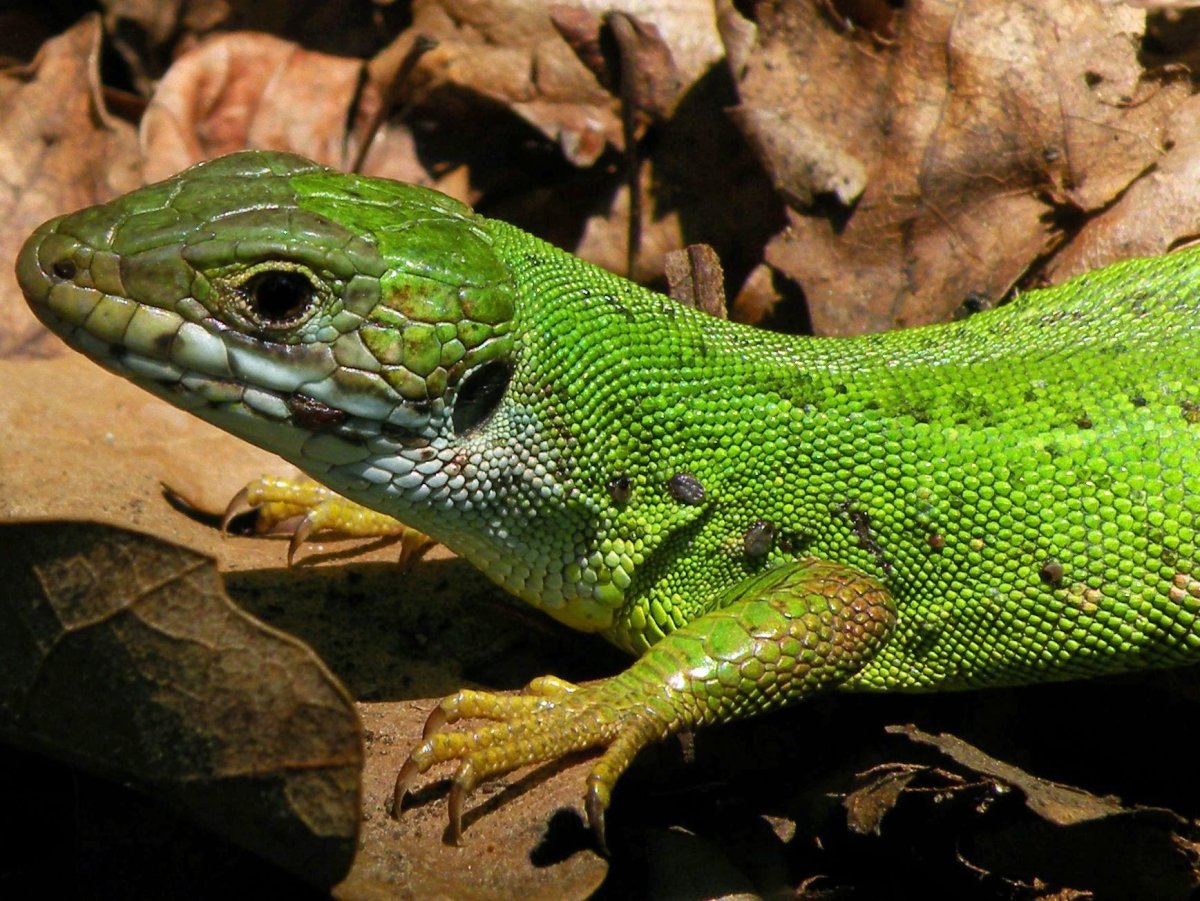 Зеленая рептилия ва