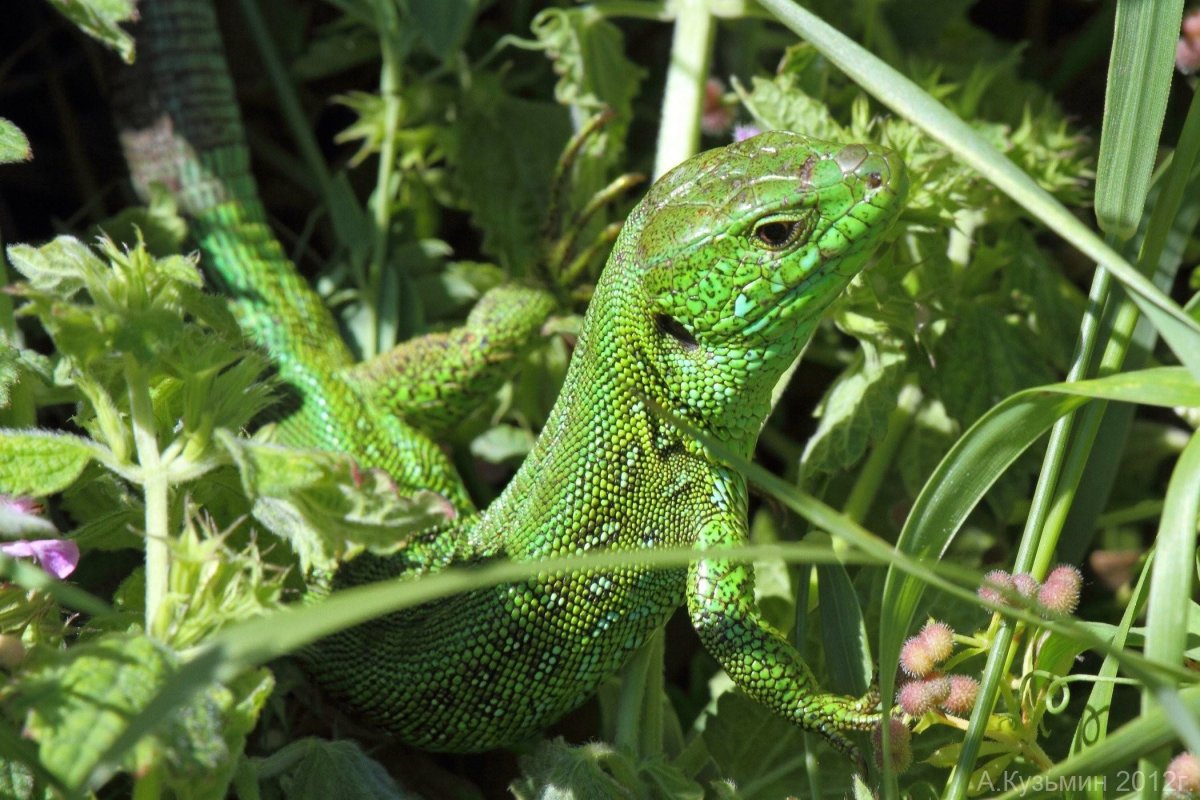 Зеленая прыткая ящерица