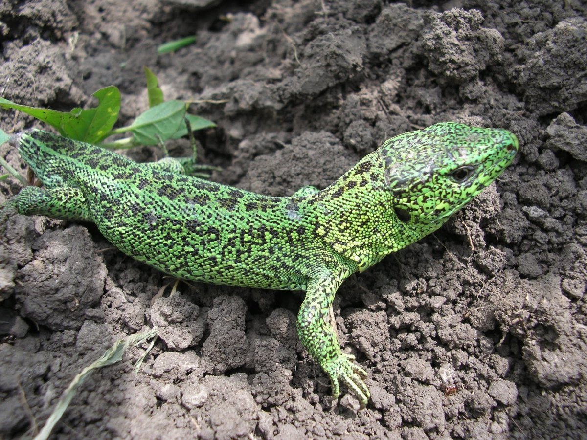 Зеленая прыткая ящерица