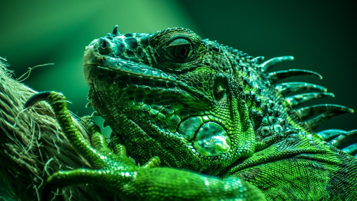 4. Игуана обыкновенная (зеленая)