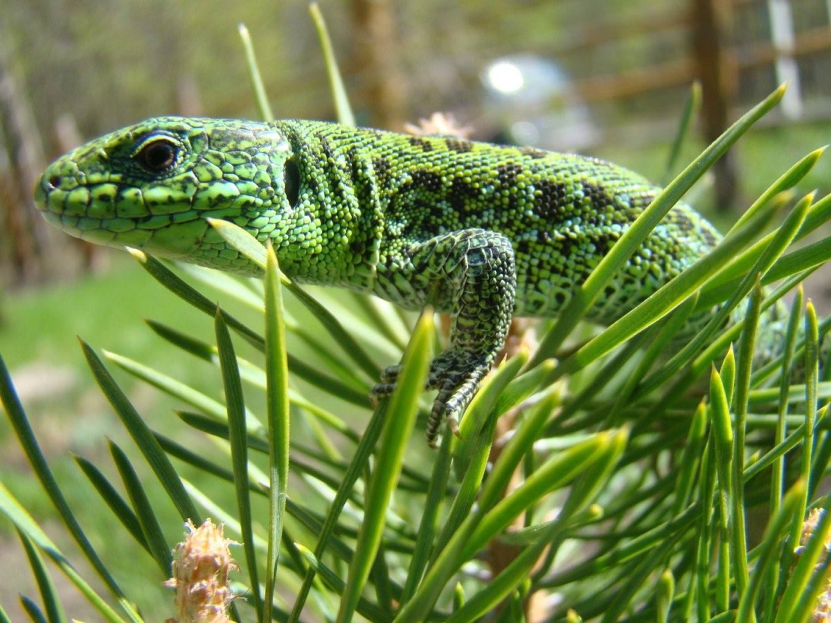 Зеленые ящерицы в Башкортостане