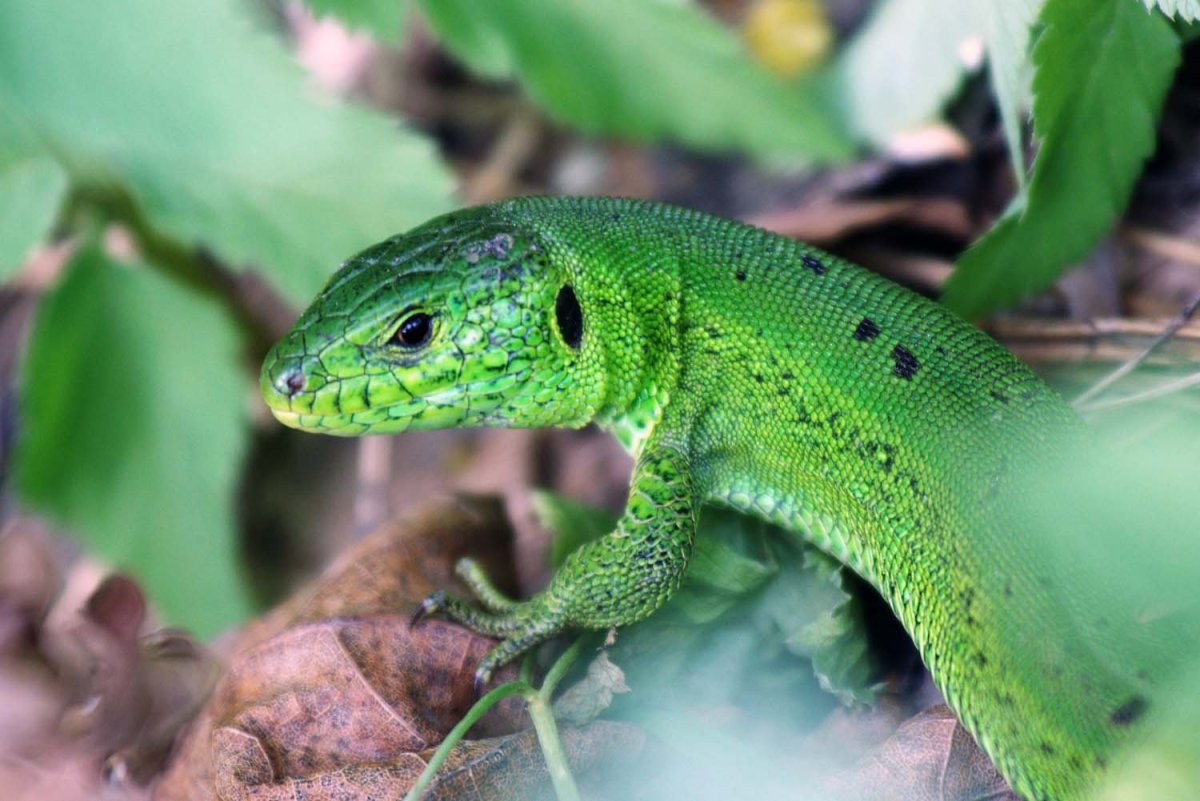 Прыткая ящерица обитает