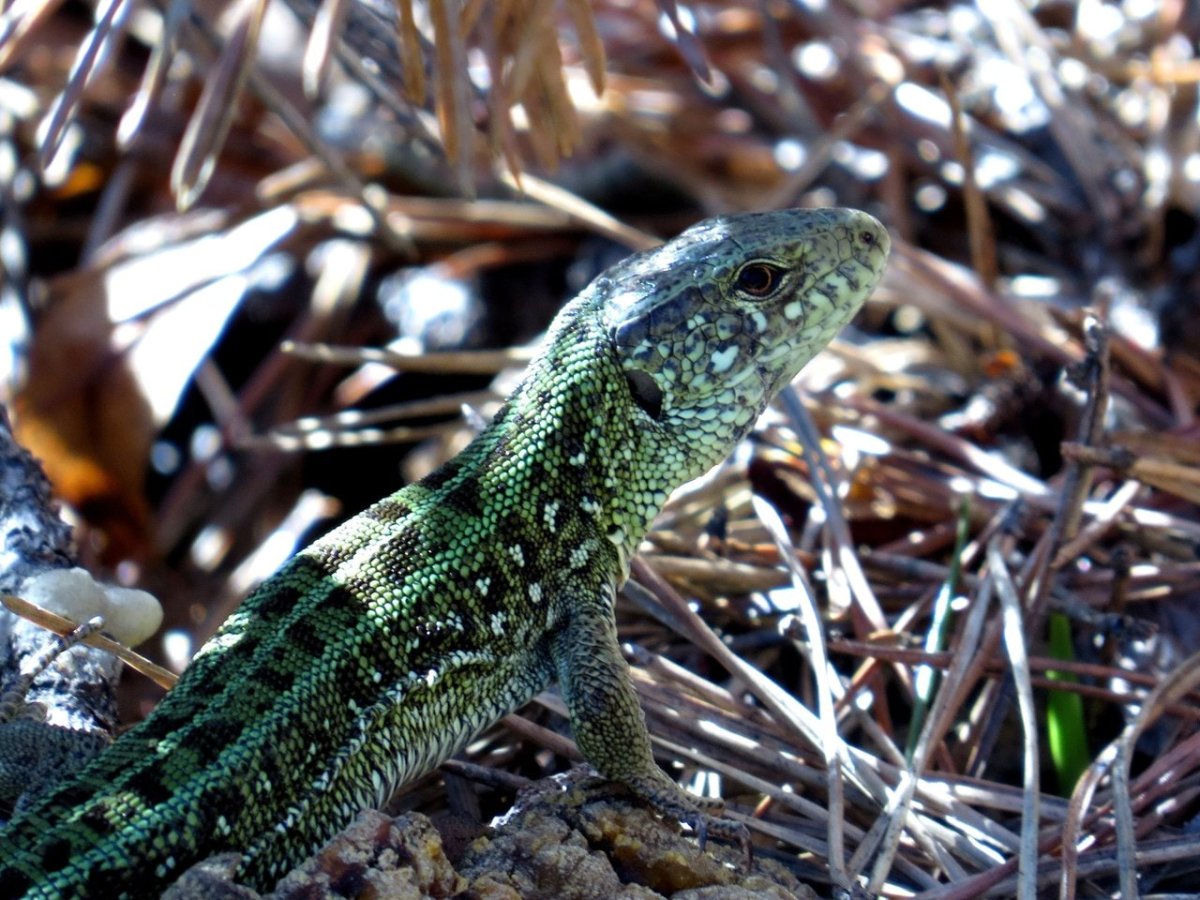 Прыткая и живородящая ящерицы