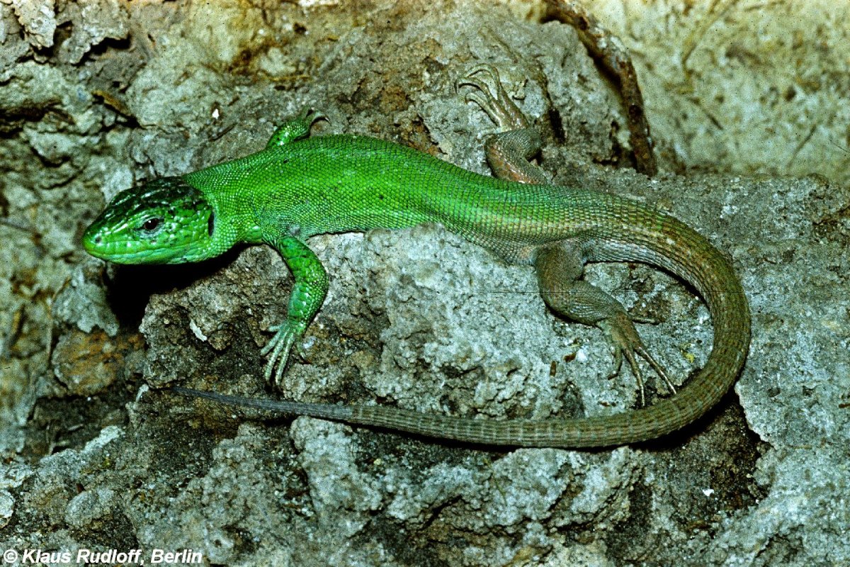 Полосатая ящерица в Ставропольском крае