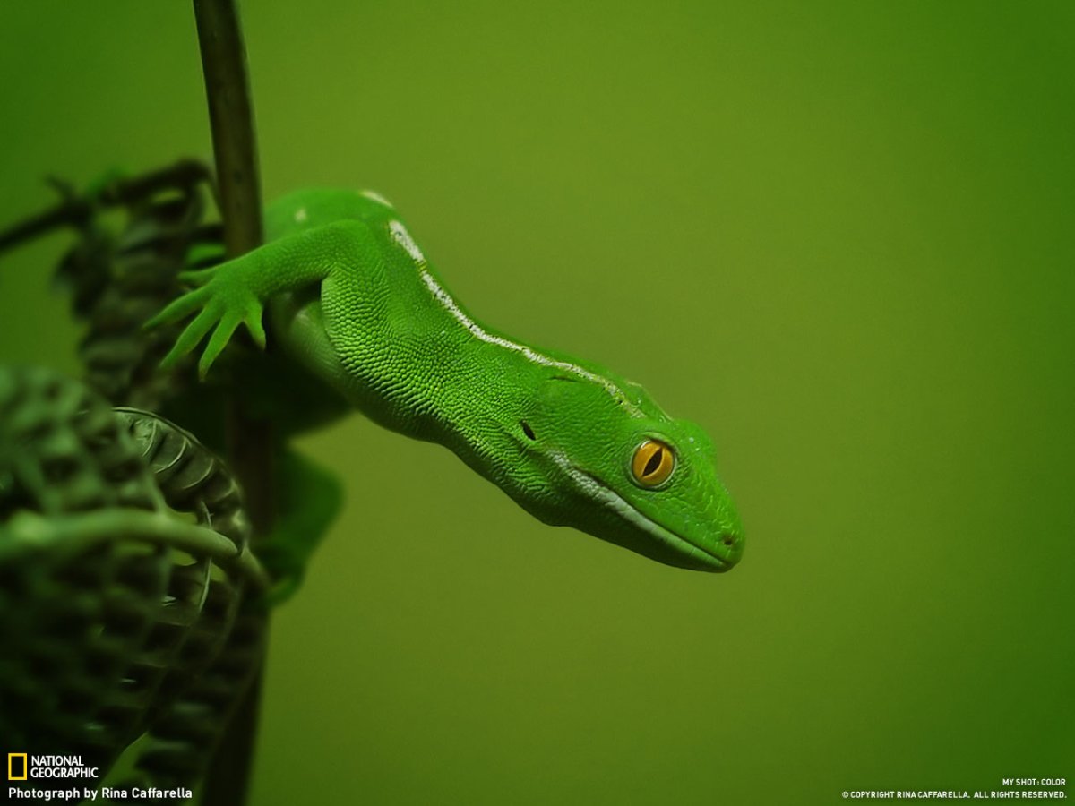 Тотем ящерка