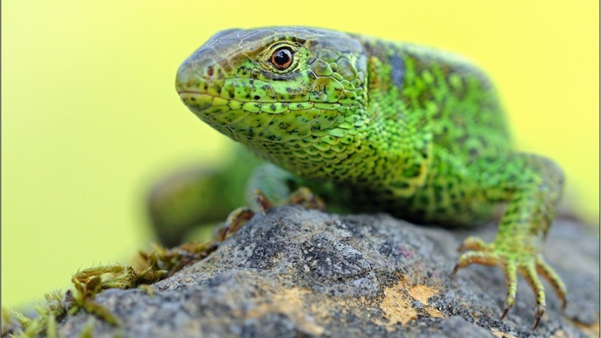 Ящерица Луговая (Lacerta praticola)