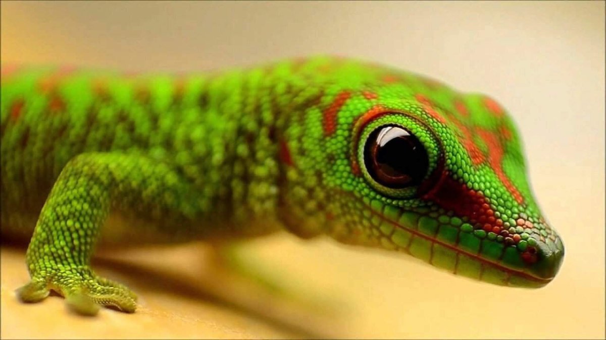 Фельзума Мадагаскарская