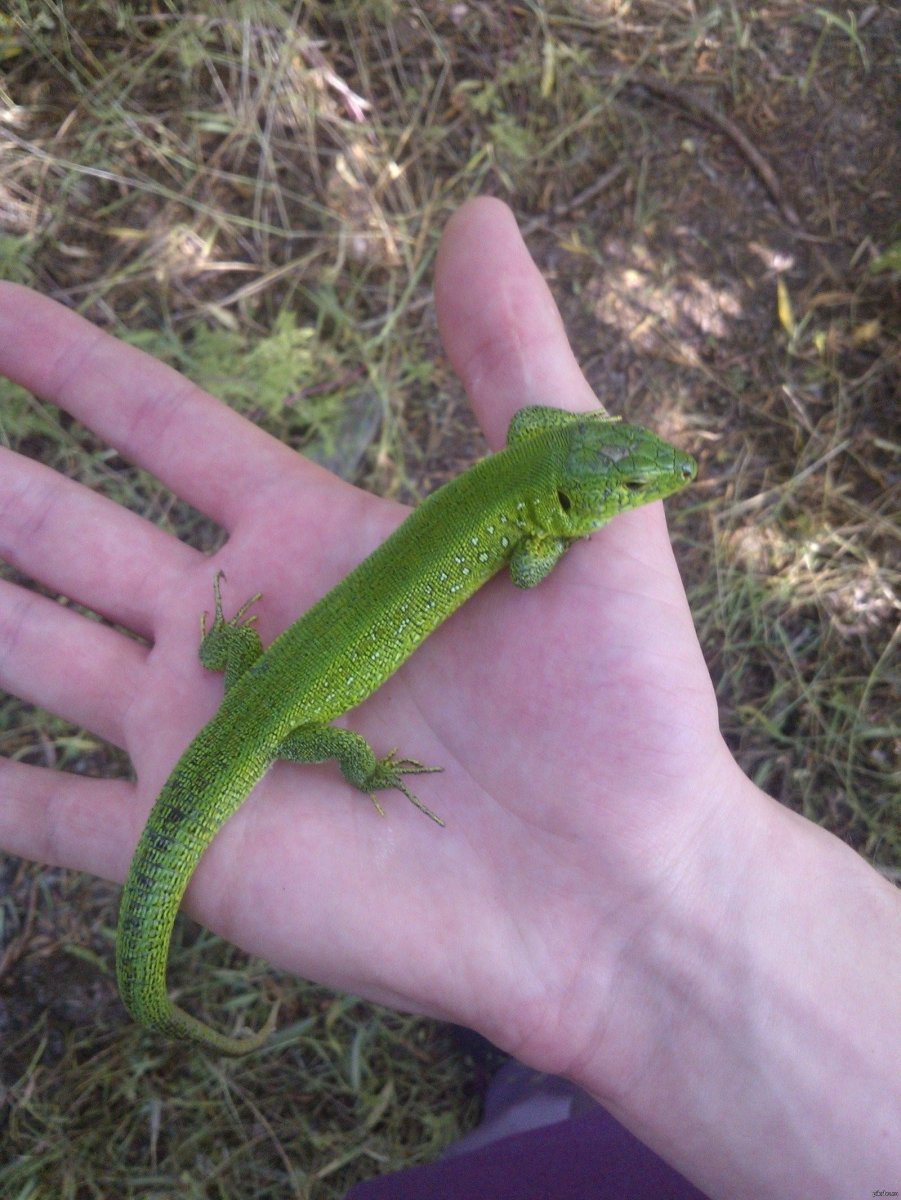 Зеленая прыткая ящерица