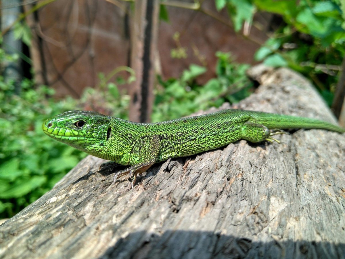 Террариум для прыткой ящерицы