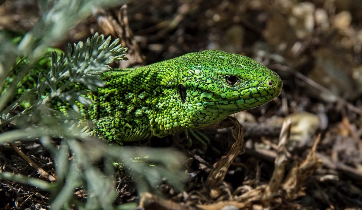 Ящерица Эстетика зеленая