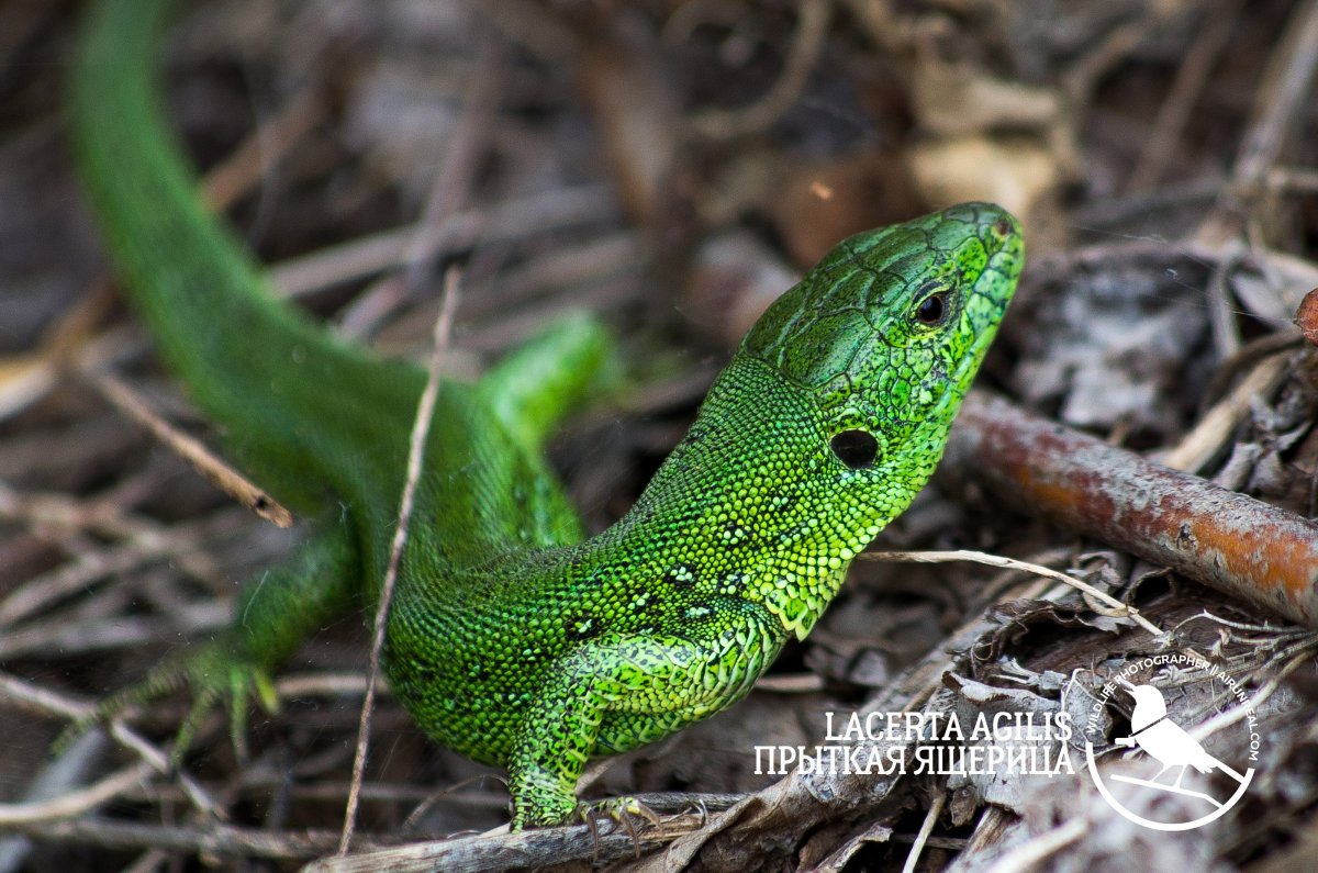 Зелёная ящерица Lacerta