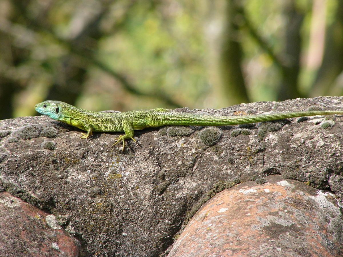 Lacerta viridis