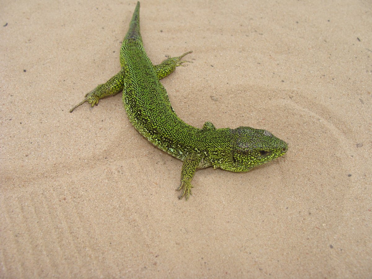 Ящерка бритая