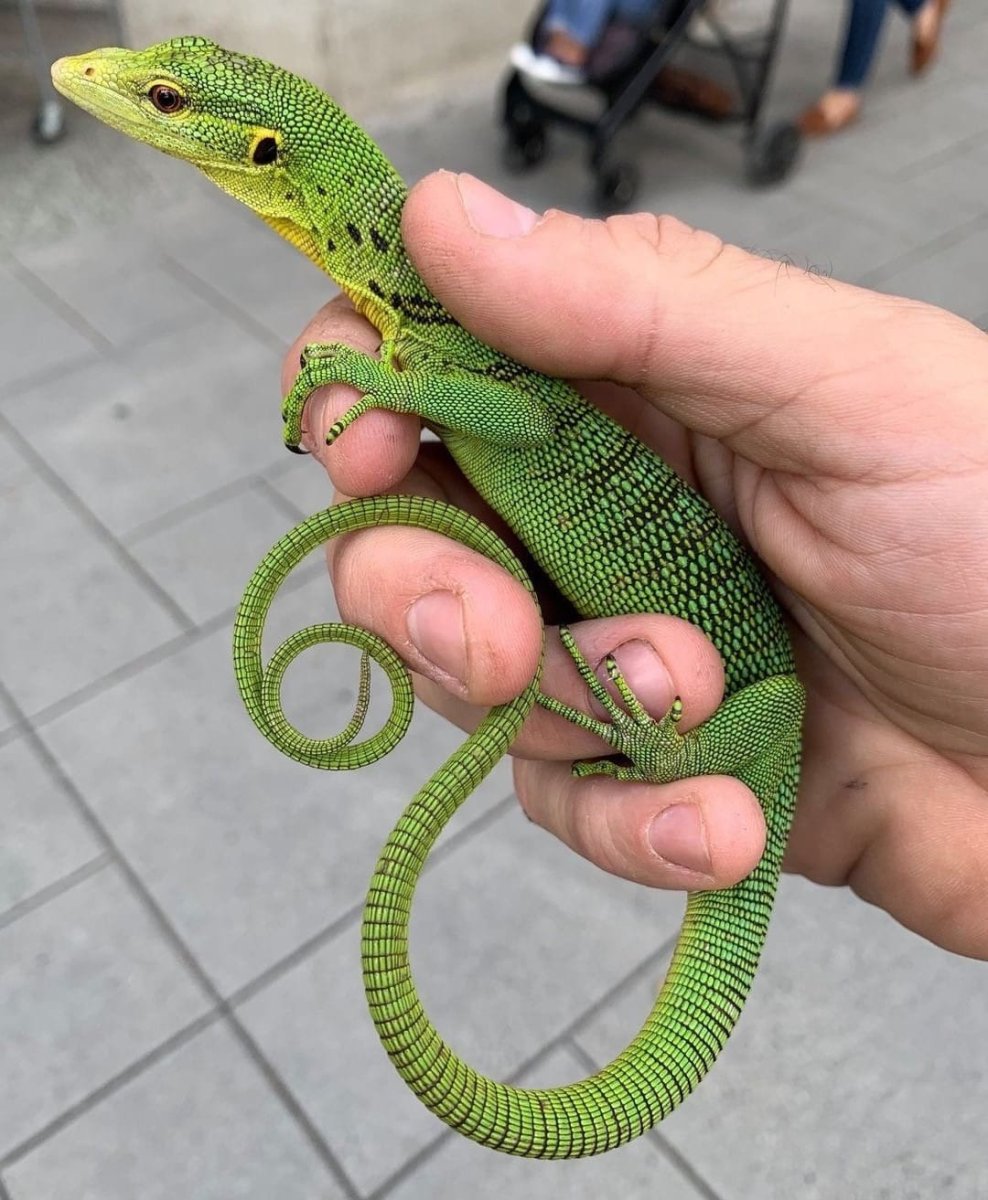 Зеленый древесный Варан