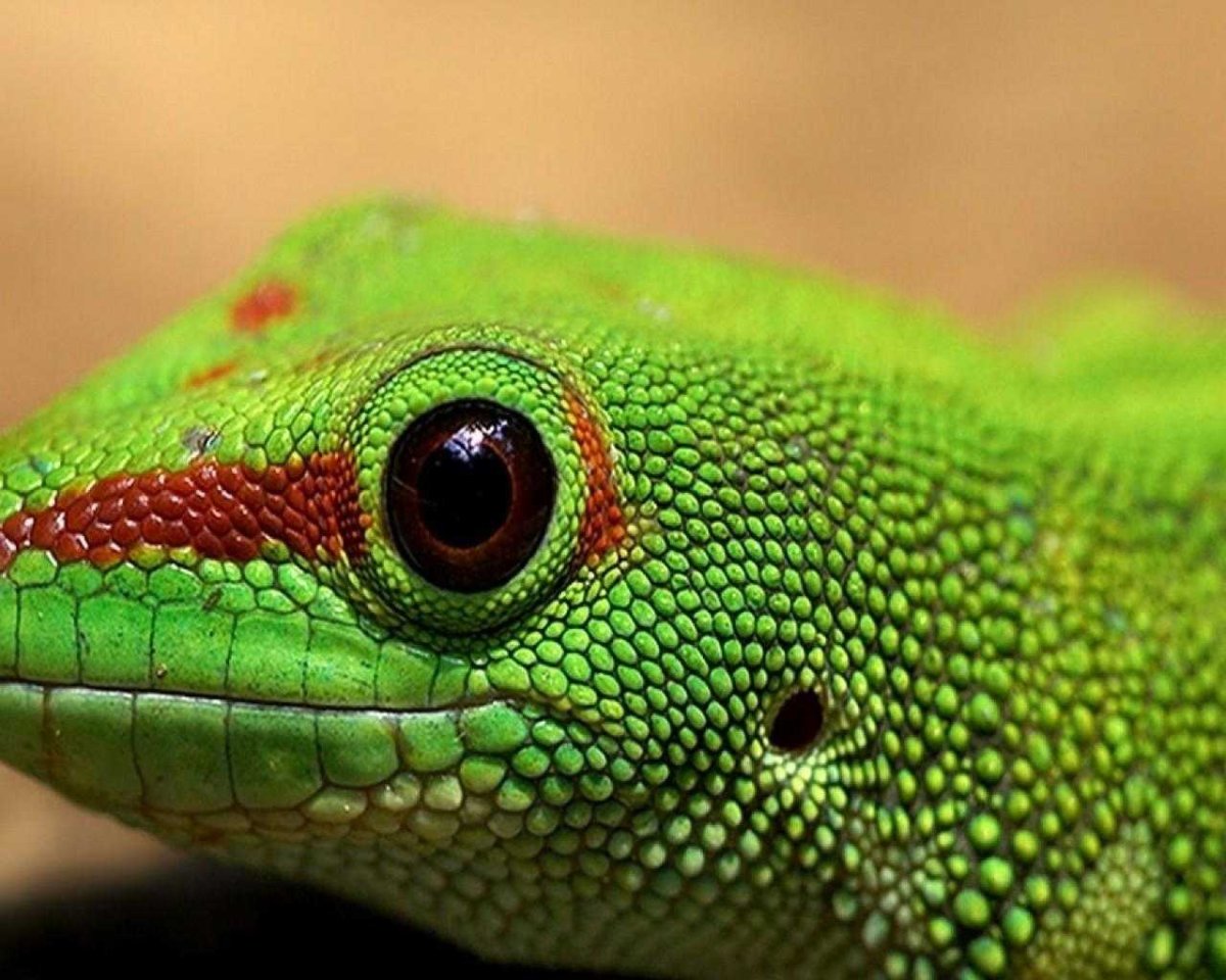 Черно красная зеленая ящерица