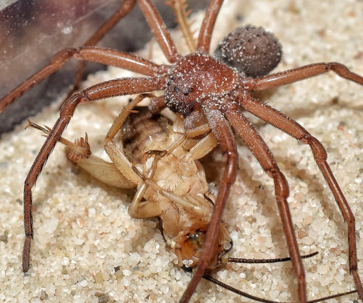 Песчаный шестиглазый паук - 75 фото