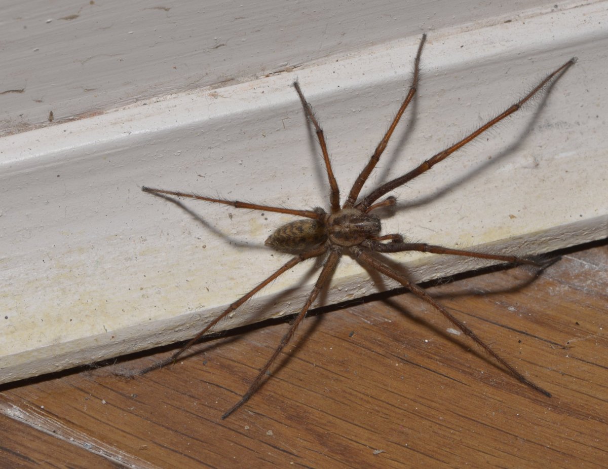 Паук giant House Spider. Tegenaria gigantea