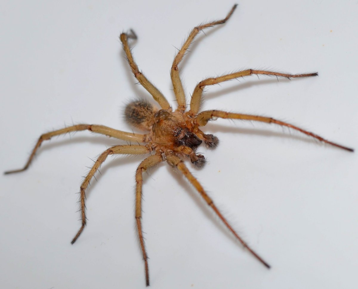 Домовой паук Tegenaria Agrestis