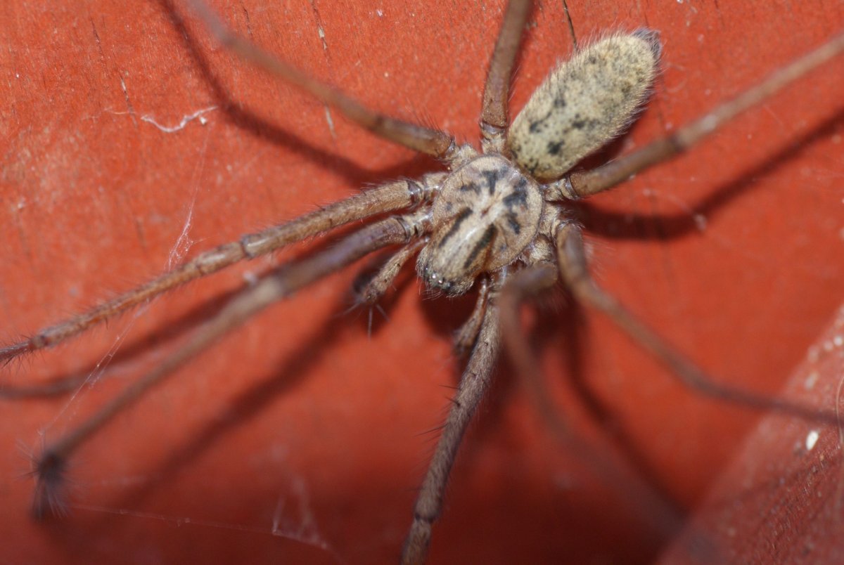 Луговой паук тегенария