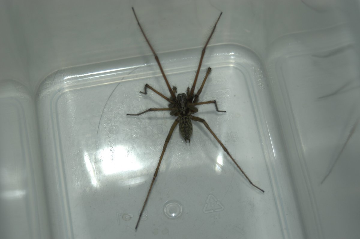 Луговой паук тегенария