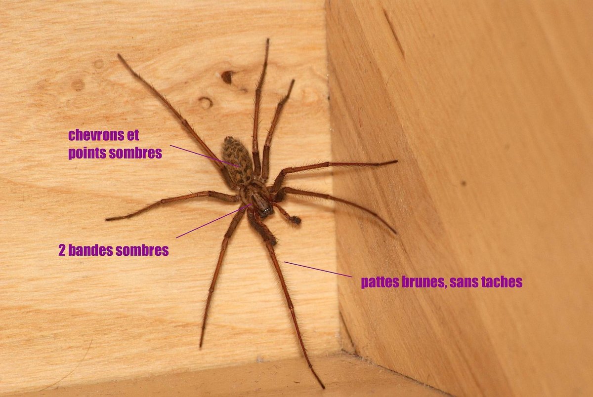 Домовой паук тегенария ядовит или нет