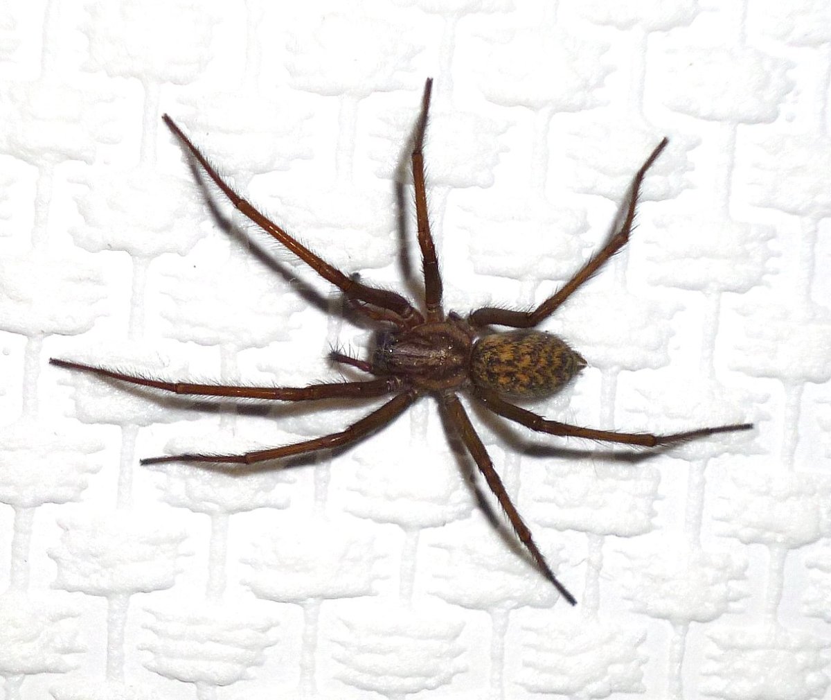 Домовой паук Tegenaria domestica черный