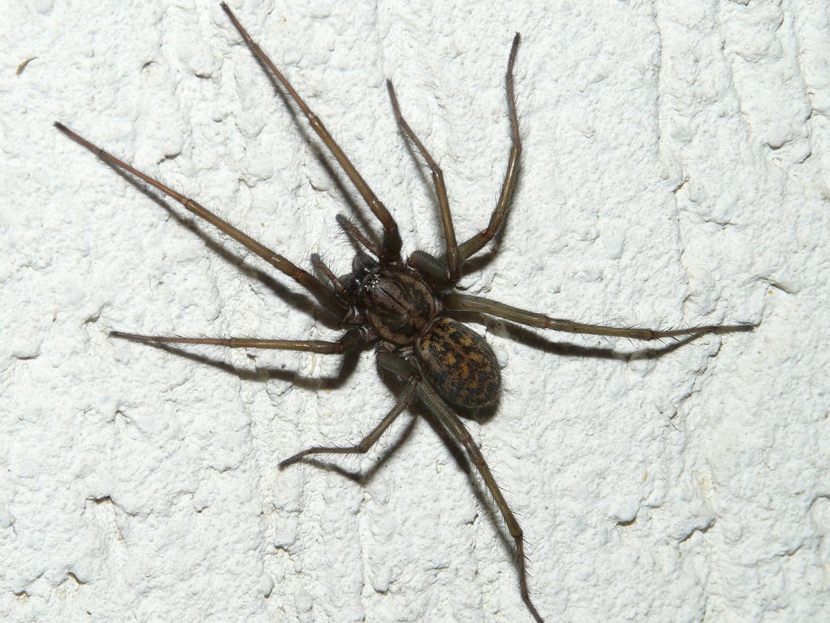 Тегенария домовая