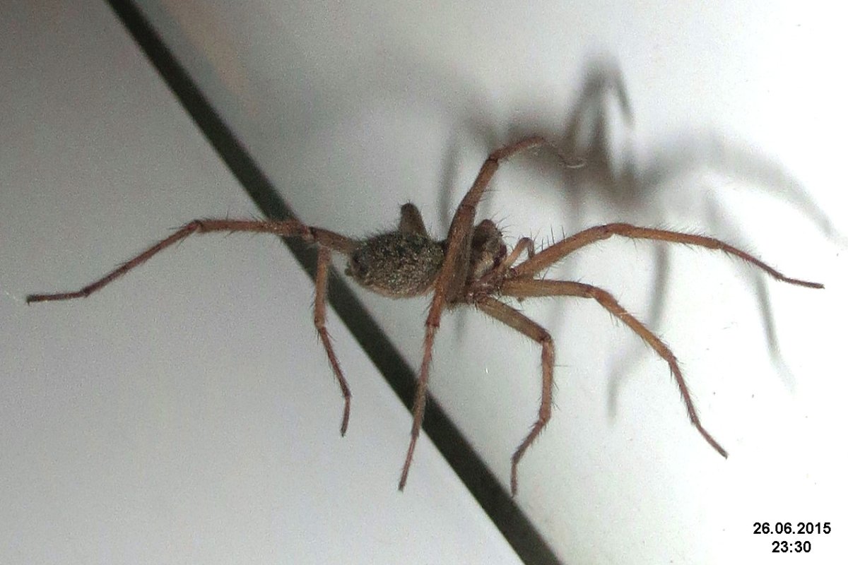 Паук giant House Spider. Tegenaria gigantea