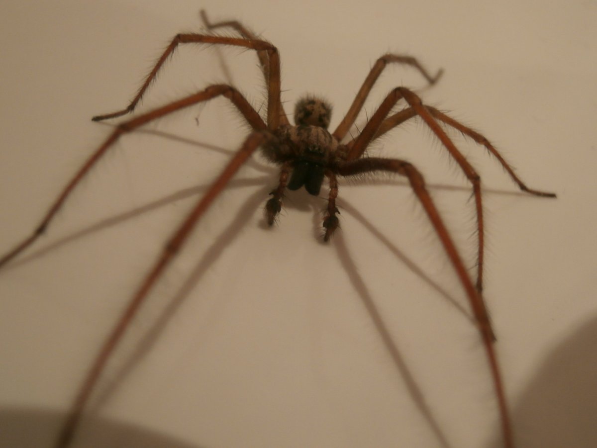 Паук Tegenaria duellica