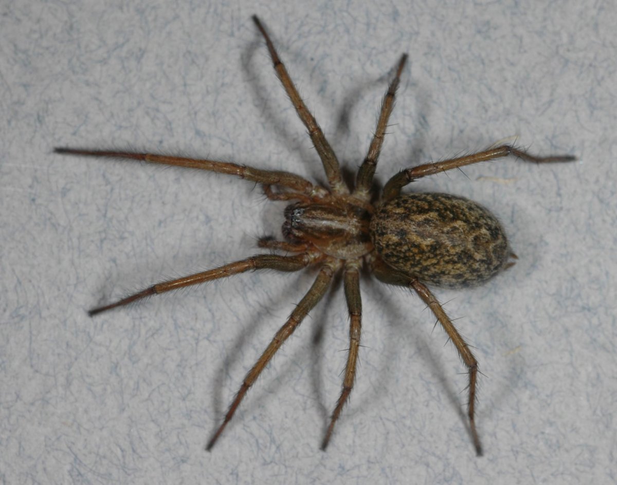 Домовый паук Tegenaria domestica