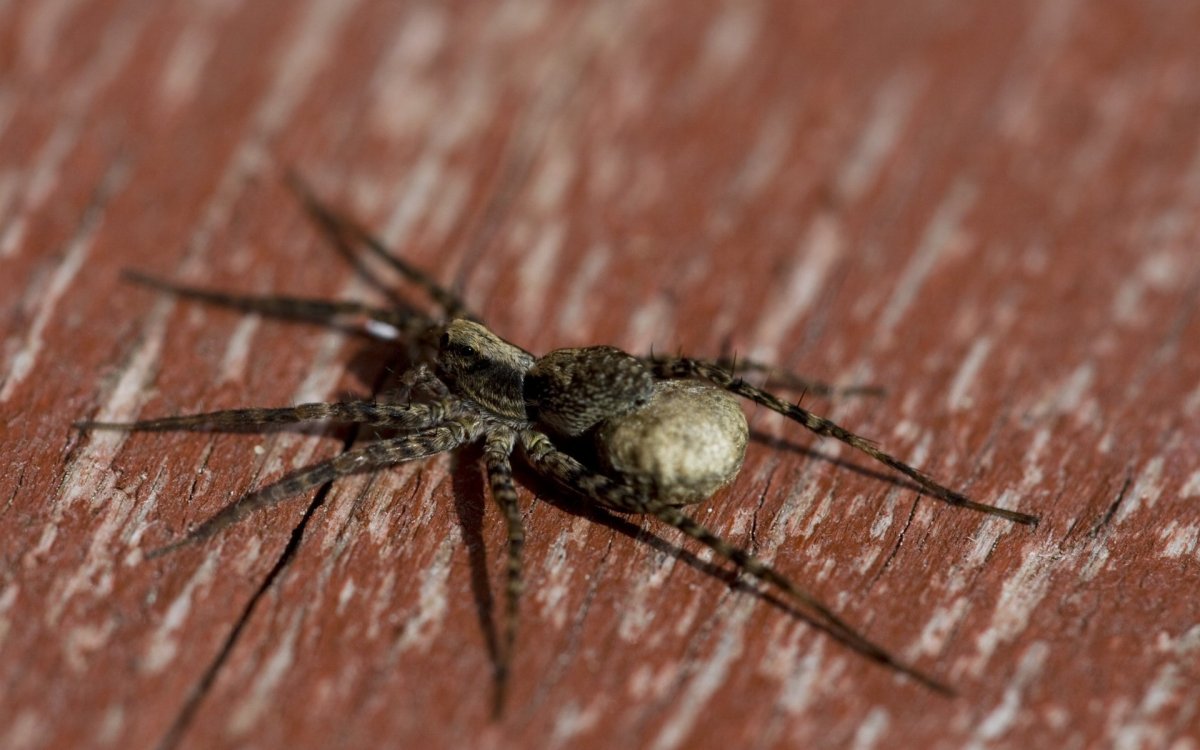 Домовой паук Tegenaria Agrestis